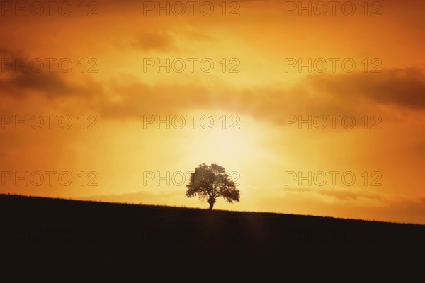 Silhouette of a Tree on a Slope Giurgiu, Romania, Europe