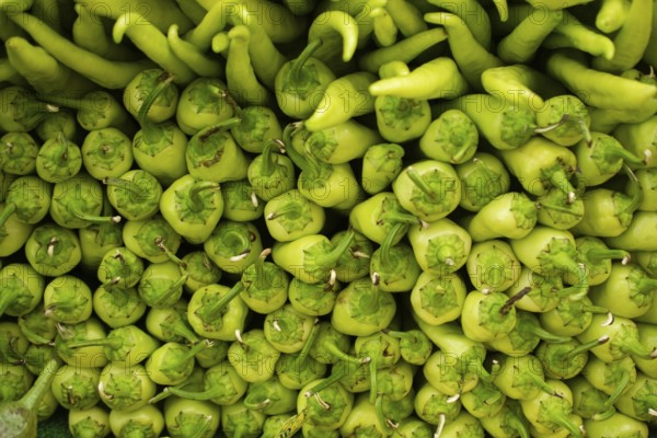 A Lot of green Peppers found as food background