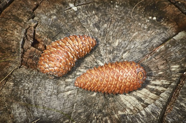 Two Fir Cones on the Stump Varna, Bulgaria, Europe