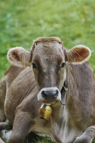 Portrait of Dairy Cattle in the Traditional Pasture Bolsternang, Germany, Europe