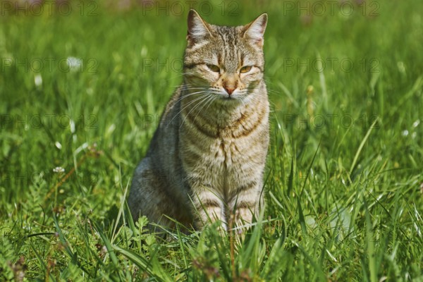 Outbred Cat On The Green Graß Varna, Bulgaria, Europe
