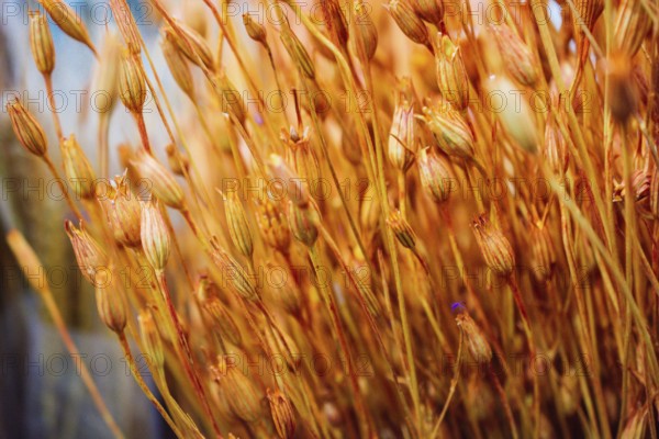 Dyed dry colorful flower for doceration purposes