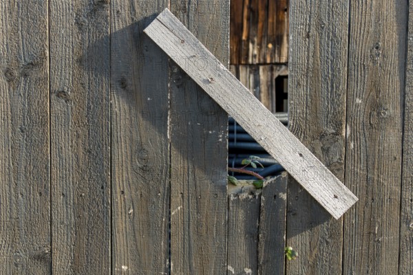 Sapling and old wooden fence, symbolising life, growth, new beginnings, strength, hope Austria