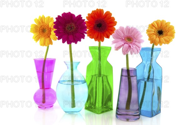 Colorful Gerber flowers in glass modern vases