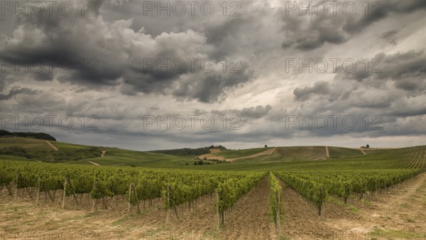 Vineyards in Tuscany under a dramatic cloudy sky