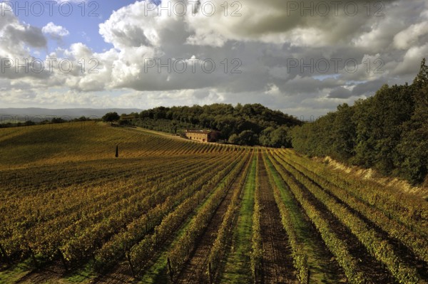 Autum paints the vineyards with yellow and red tones