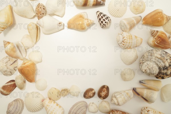 Scattered seashell (with text space). Shooting Location: Kamakura City, Kanagawa Prefecture