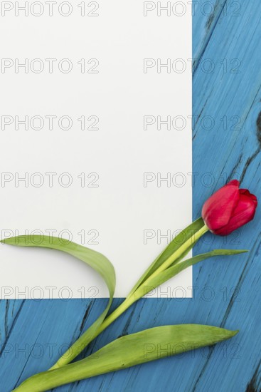One red tulip and sheet of paper for your greetings on the background of blue wooden board
