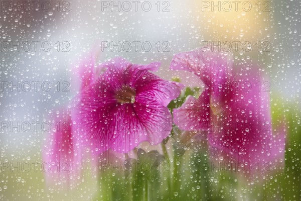 Beautiful petunia blossoms blurred through glass with raindrops