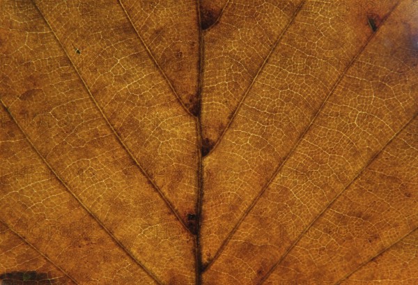Full frame close up of an orange brown autumn leaf showing veins and cells