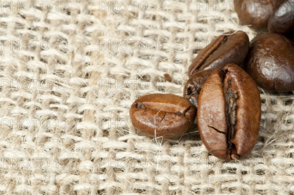 Coffee beans closeup on burlap