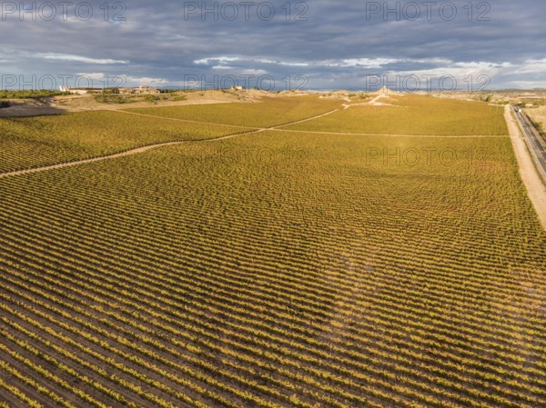 Field of vines, Aranda de Duero, Burgos province, Spain, Europe