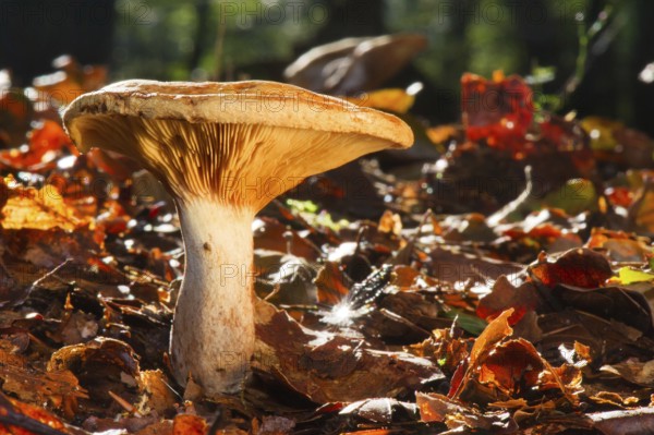 Mushroom growing between the autumn leafs