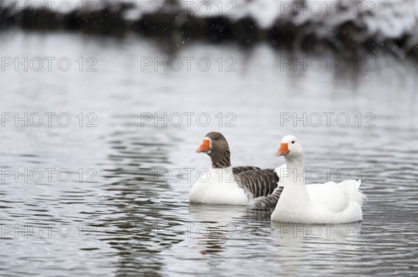 Swimming wild gees in snow