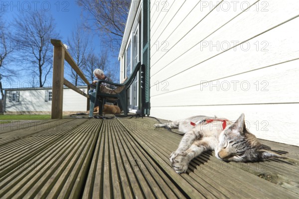 Cat on vacation in a holiday home