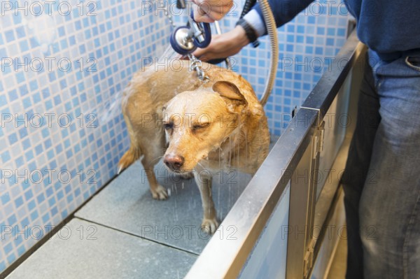 Washing the dog in the doggy douche