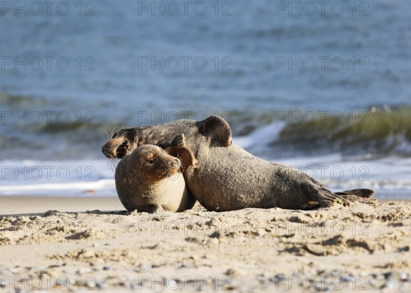 Grey seal (Halichoerus grypus), Heligoland, Schleswig-Holstein, Germany, Europe