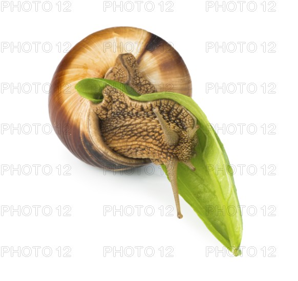 Snail and green leaf. White isolated studio shot