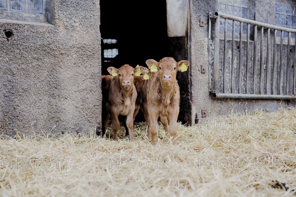 Calves in a barn in northern Germany, 2019