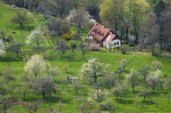 An image of a green meadow with blossoming trees and houses