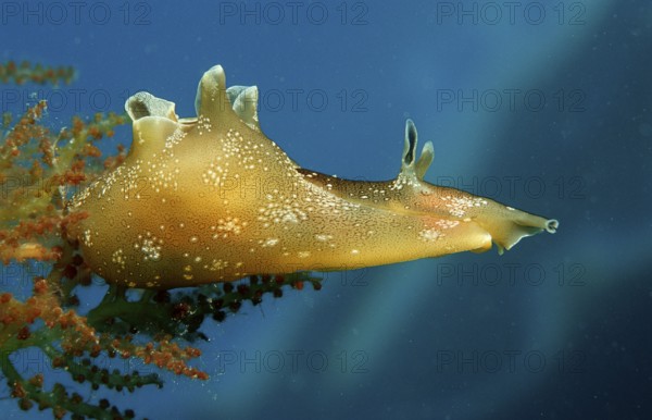 Small spotted lumpfish, Aplysia rosea, Croatia, Istria, Mediterranean Sea, Europe