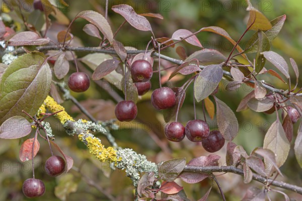 Ornamental apple (Malus COCCINELLA), Anchers Havecenter, Stuttgart, Baden-Württemberg, Germany, Europe