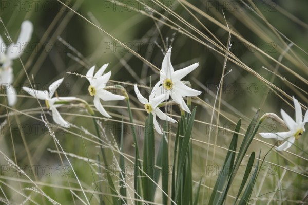 Poet's daffodil (Narcissus poeticus), Col de Ordino, La Vella, Andorra, Andorra, Europe
