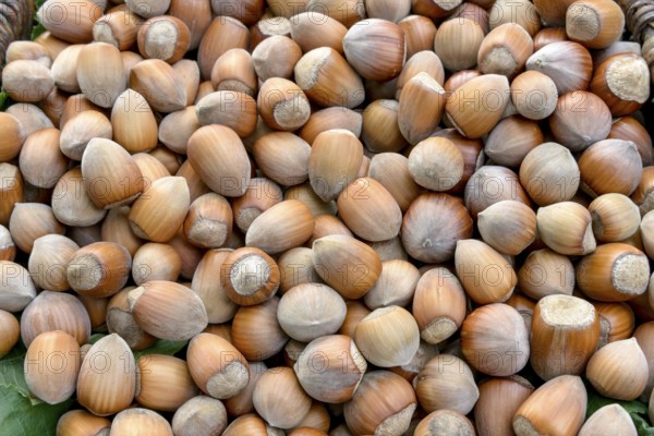 Hazelnut (Corylus in varieties), An den Dorfwiesen 9, Laußnitz, Saxony, Germany, Europe