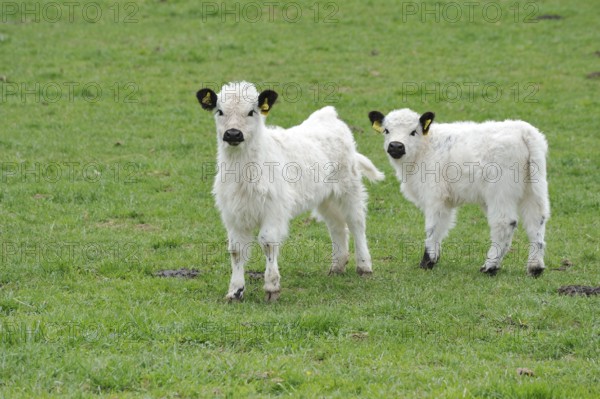 Young Galloway cattle, Young White Galloways
