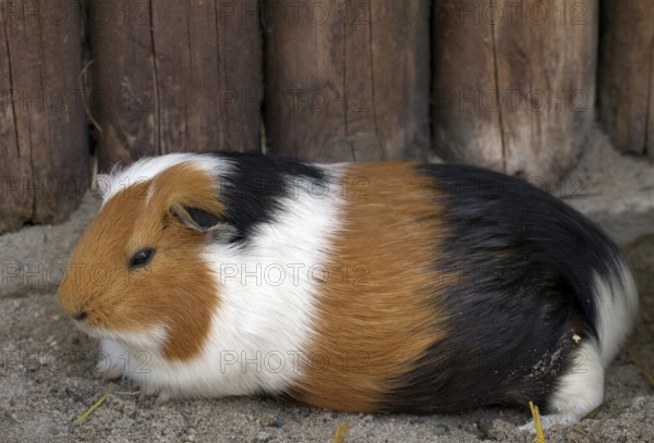 Guinea pig (lat. Cavia apera f. porcellus)
