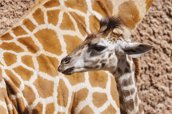 Giraffe in captivity in a zoo in Australia