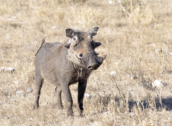 A warthog (phacochoerus aethiopicus) in the Kruger Park, South Africa, Africa