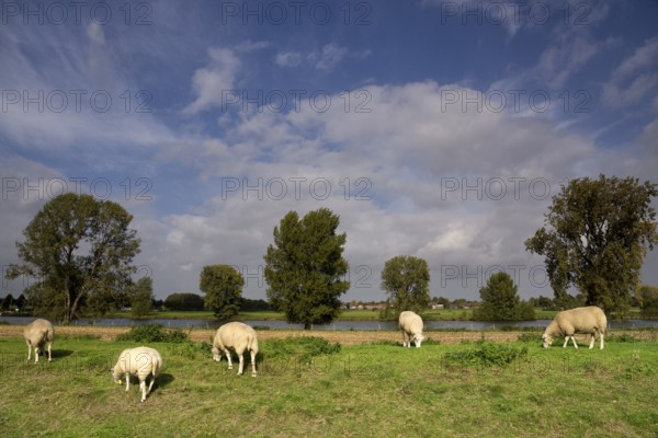 Sheep on a dike along the river Maas near the Dutch village Cuijk