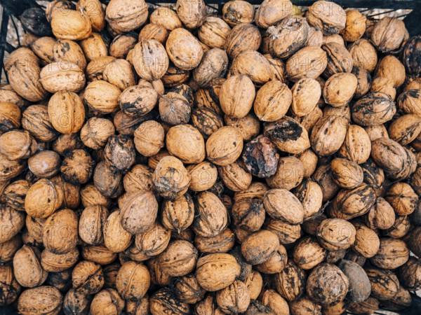 Many walnuts. Nuts in a box. Texture nuts