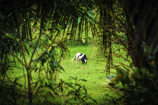 Cattle standing in Sri Lanka of grassland. Shooting Location: Sri Lanka