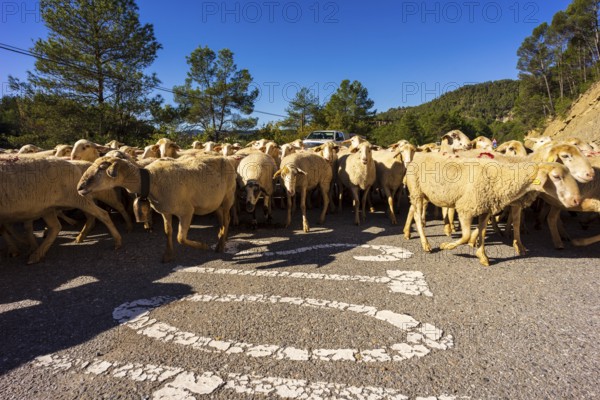 Sheep flock in transhumance on a road, Puerto del Serrablo, Huesca province, Spain, Europe