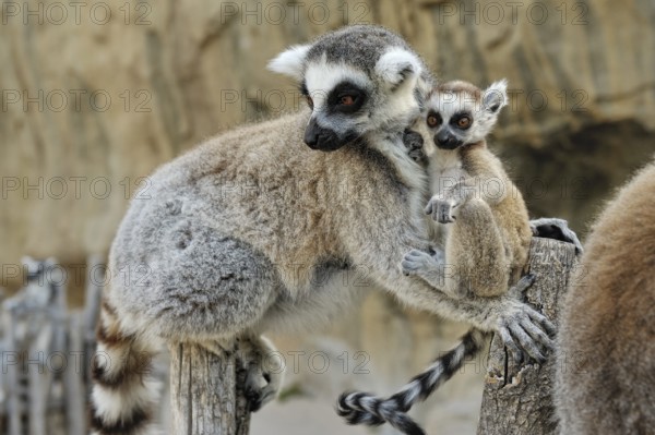 Madagascar's ring-tailed lemur with the little baby on its back. Shooting outdoors