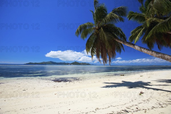 La Digue, Palm tree beach, Seychelles, Indian Ocean, Palm trees, La Digue, Indian Ocean, Seychelles, Africa