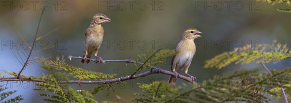 European greenfinch (Chloris chloris), Tendaba camp / Tendaba photo hid, Hockenheim, Baden-Württemberg, Germany, Europe
