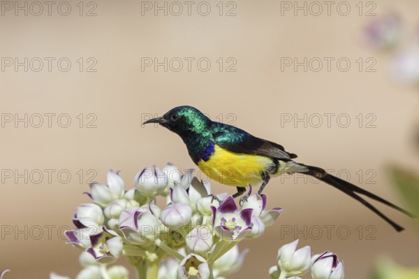 Nile Valley Sunbird, Anthodiaeta metallica, Anthreptes metallicus, (Hedydipna metallica), male in parcht plumage, Mudday, Salalah, Dhofar, Oman, Asia
