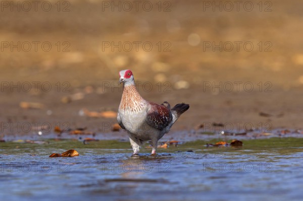 Africa, Gambia, speckled pigeon (Columba guinea), Pigeon roussard, Paloma de Guinea, Pigeon, Pigeons, Marakissa River Camp Canoe tri, Marakissa, South Bank, Gambia, Africa