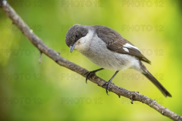 Sigelus silens, Fiscal Flycatcher, Gobemouche fiscal, Papamoscas fiscal, Garden Route National Park, Wilderness Section, Wilderness, Western Cape, South Africa, Africa