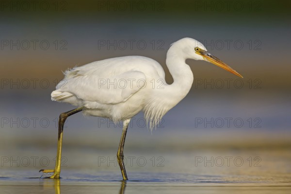 Western Reef Heron, Western Reef-Heron, Western Reef-Egret, (Egretta gularis), Garceta Dimorfa, Raysut, Salalah, Dhofar, Oman, Asia