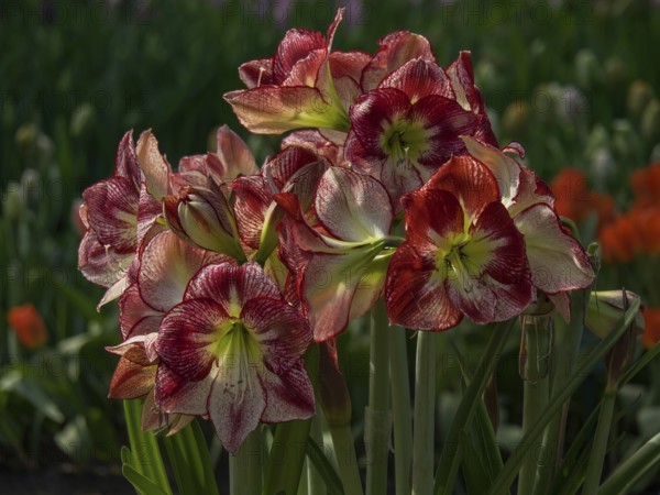 Close-up of red Hippeastrum flowers blooming in nature in spring, Amsterdam, Netherlands