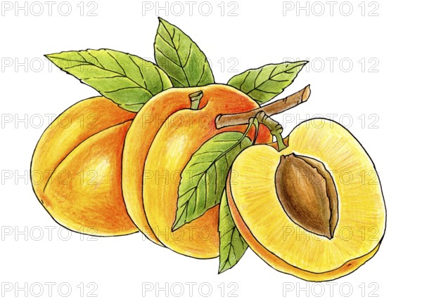 Three juicy peaches isolated on white background
