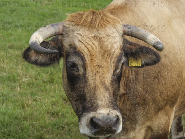 Close-up of the head of a bull with ear tag, Velen, North Rhine-Westphalia, Germany, Europe