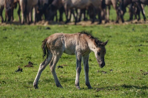 A young foal stands alone on a green meadow, surrounded by a herd, dülmen, westphalia, münsterland, germany
