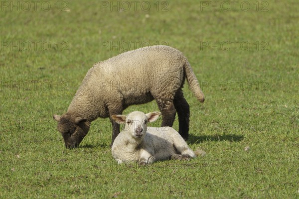 Lambs lying and grazing peacefully on a green meadow, borken, münsterland, germany