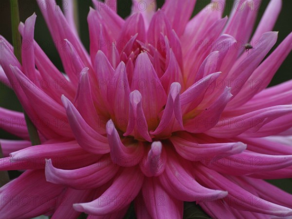 Macro photograph of a pink dahlia with detailed petals, Borken, Westphalia, Germany, Europe