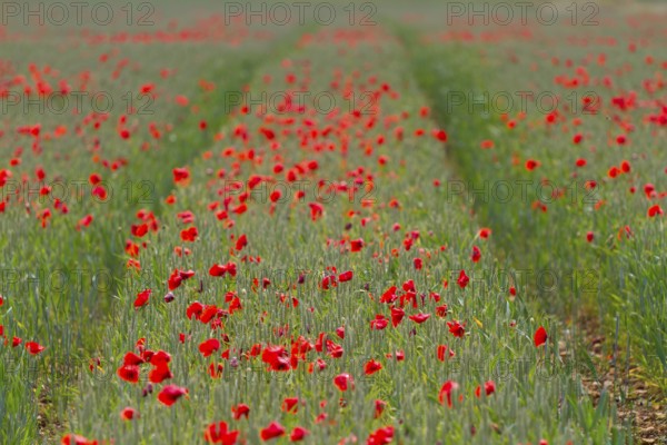 Row of red poppies on a field of wheat